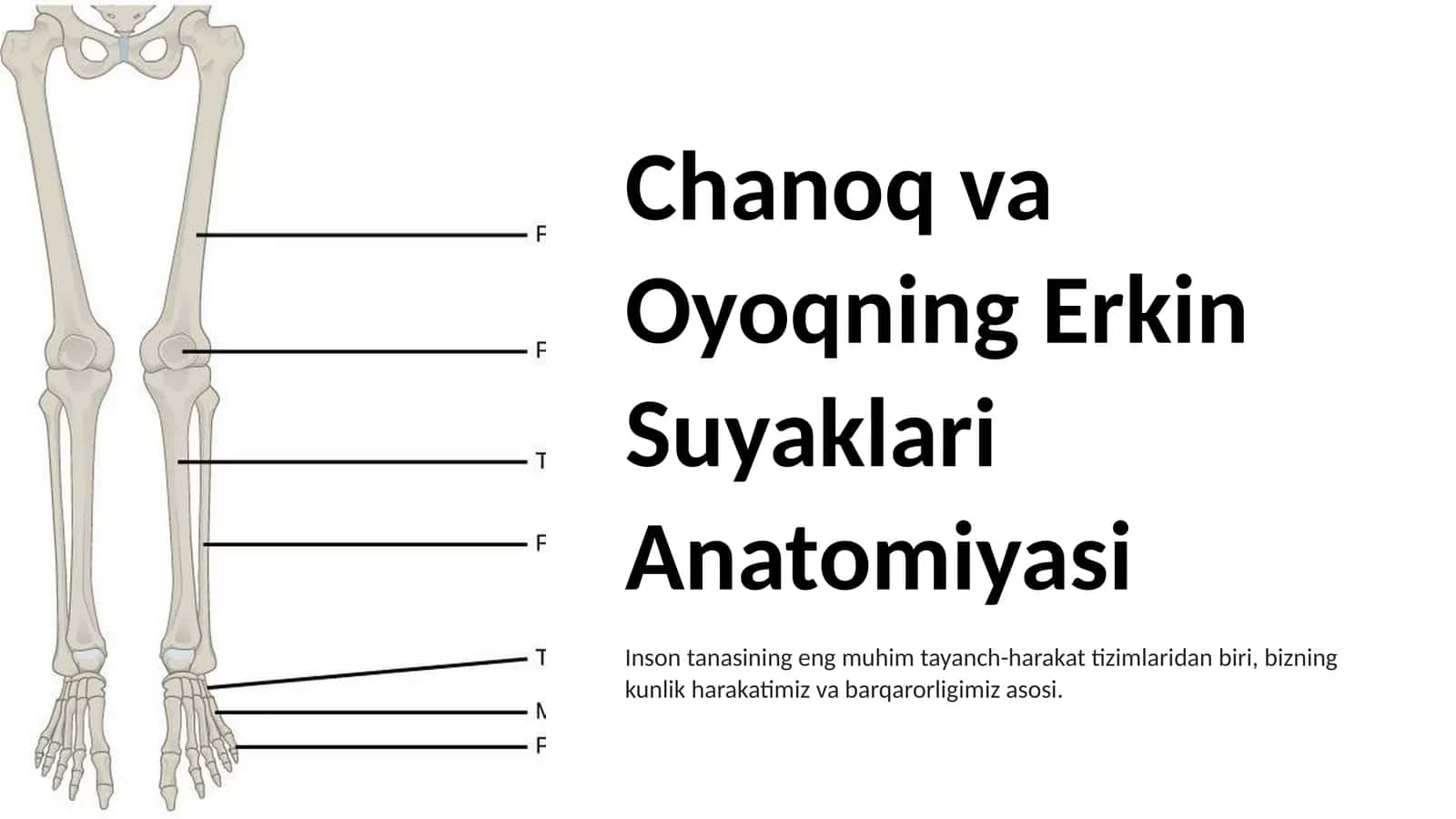 Chanoq va Oyoqning Erkin Suyaklari Anatomiyasi