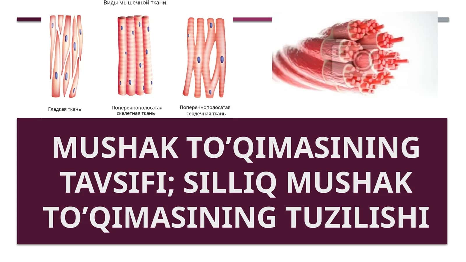 Mushak to’qimasi