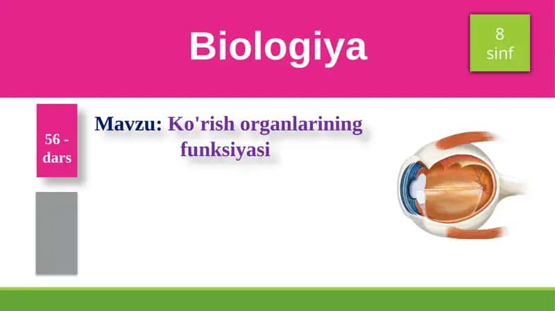 Ko'rish organlarining funksiyasi
