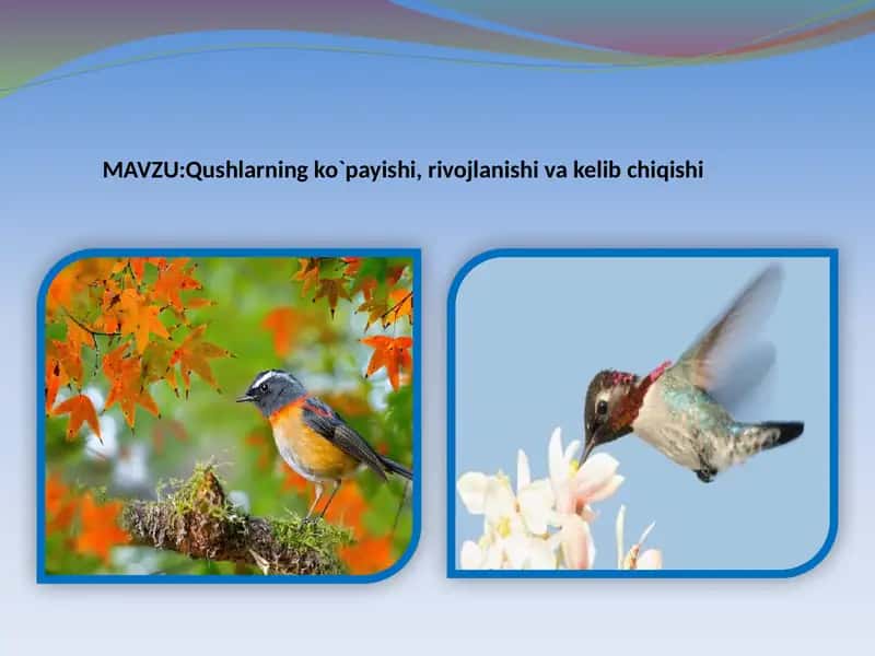 Qushlarning ko`payishi, rivojlanishi va kelib chiqishi