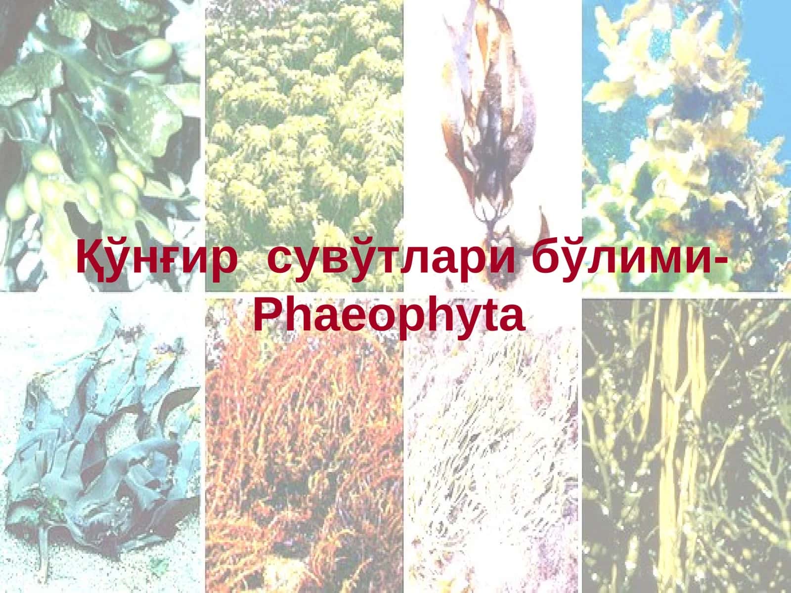 Қўнғирсувўтларибўлими-Phaeophyta