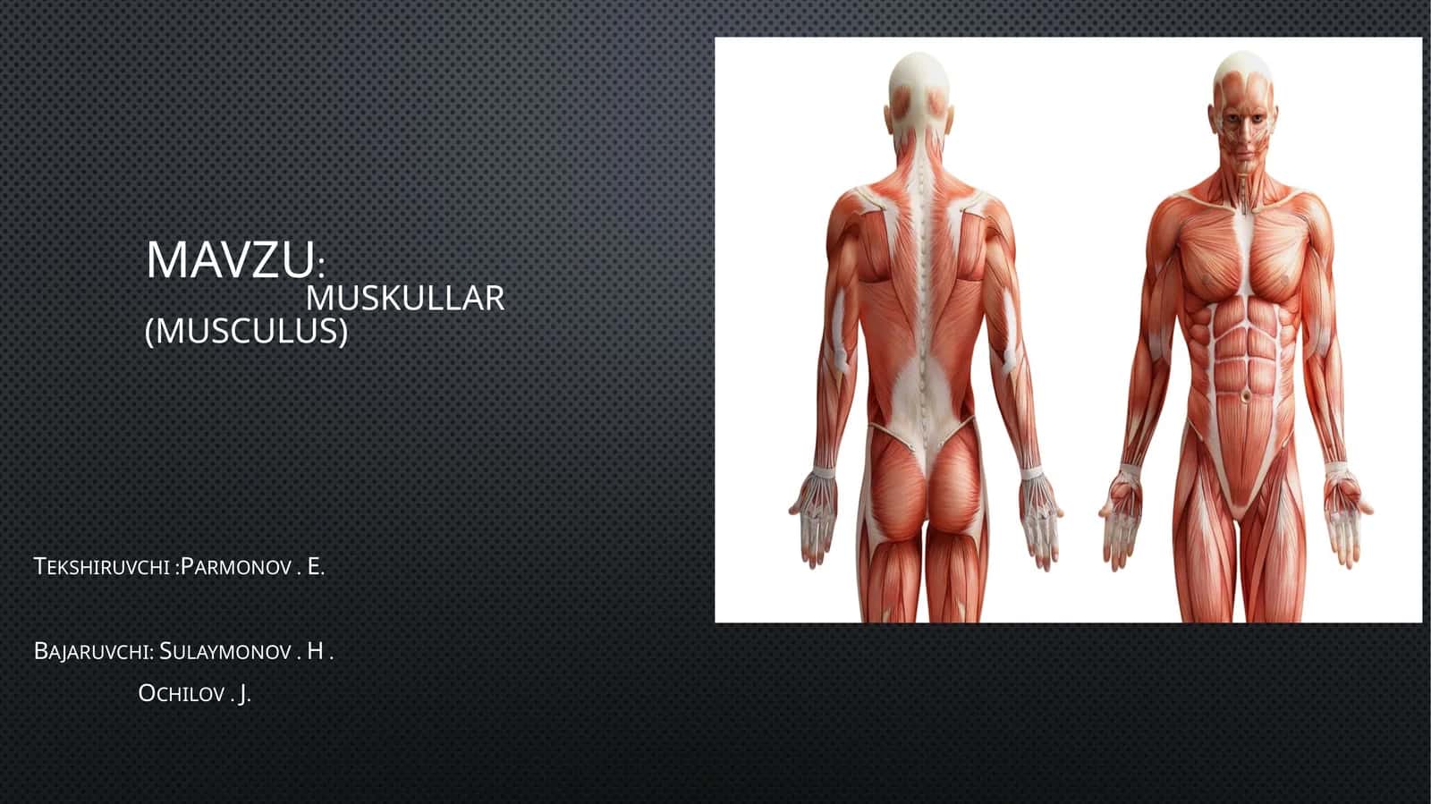 Anatomiya Muskullar prizentatsiya