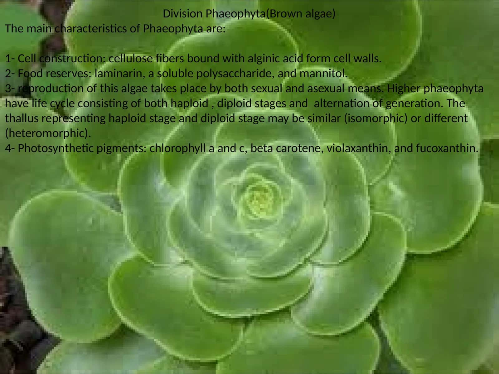 Division Phaeophyta(Brown algae)