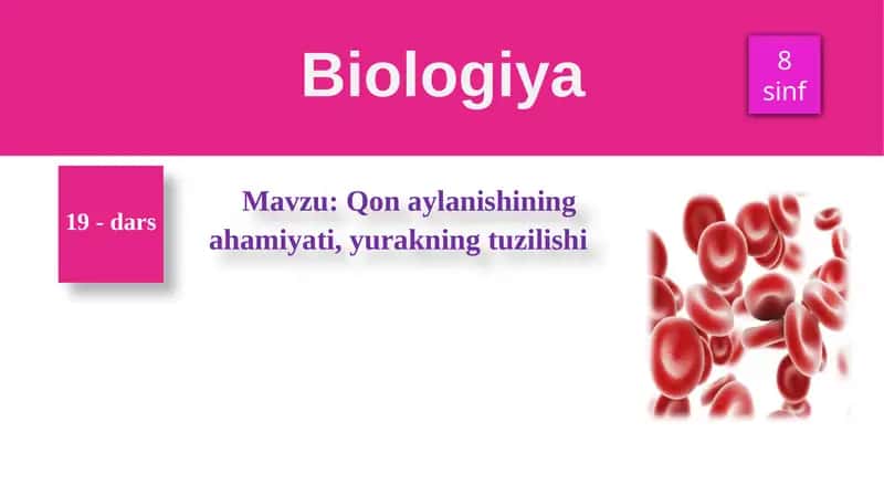 Qon aylanishining ahamiyati, yurakning tuzilishi