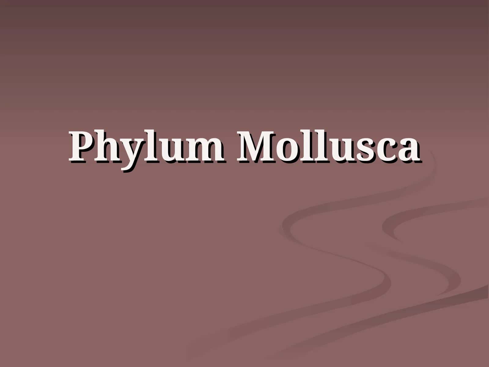 Phylum Mollusca