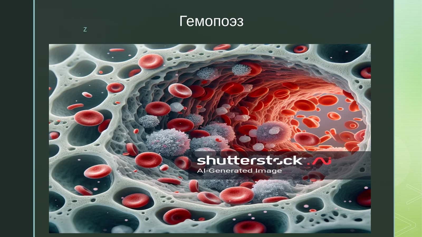 Гемопоэз