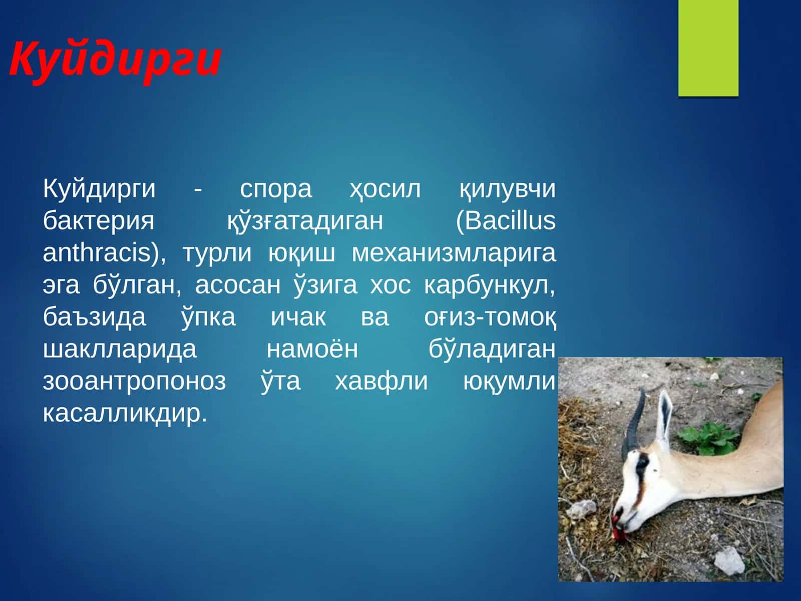 Куйдирги