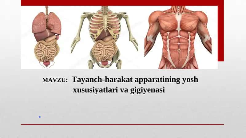 Tayanch-harakat apparatining yosh xususiyatlari va gigiyenasi