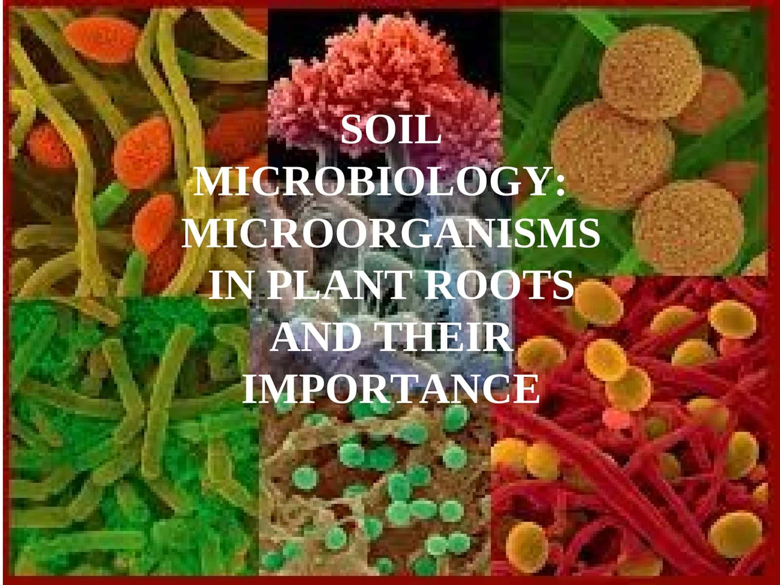 SOIL MICROBIOLOGY: MICROORGANISMS IN PLANT ROOTS AND THEIR IMPORTANCE