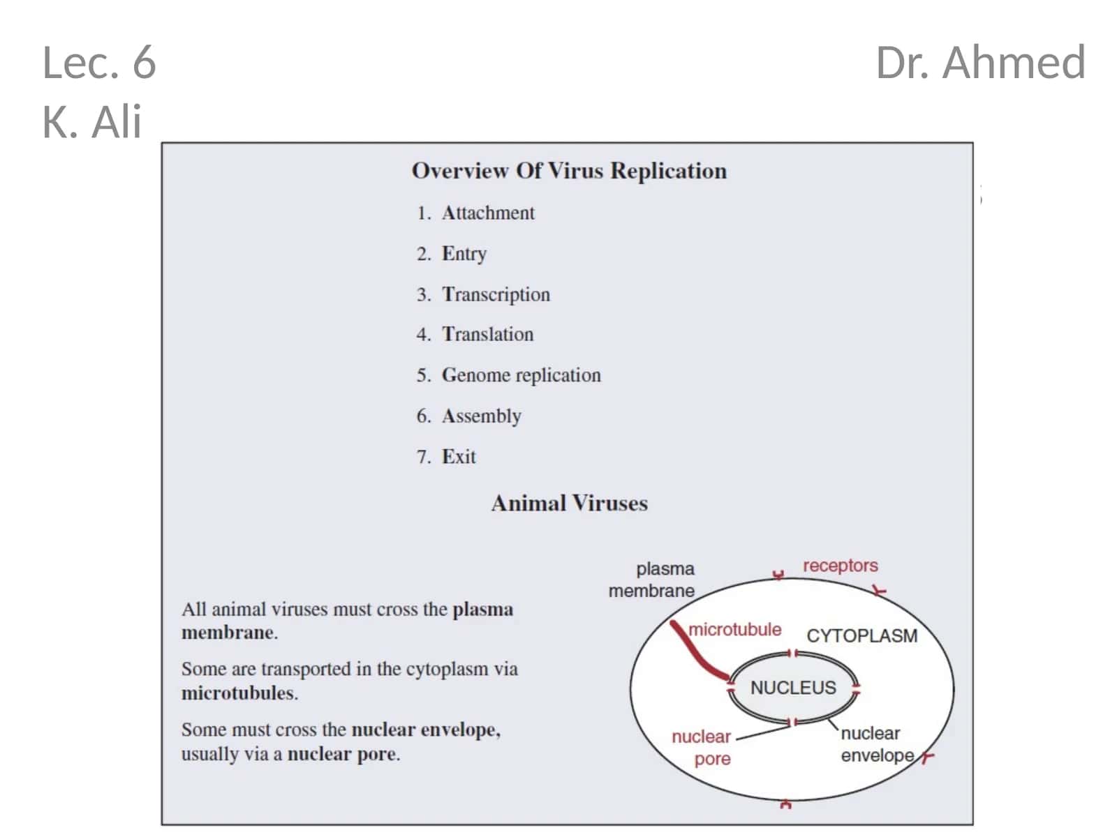 Attachment and entry of viruses into cells