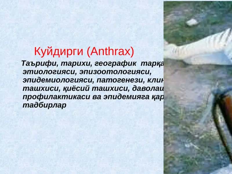 Куйдирги(Anthrax)