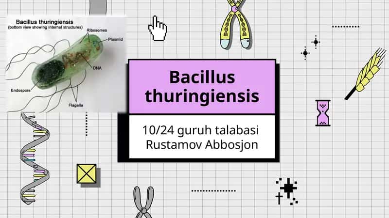 Bacillus thuringiensis