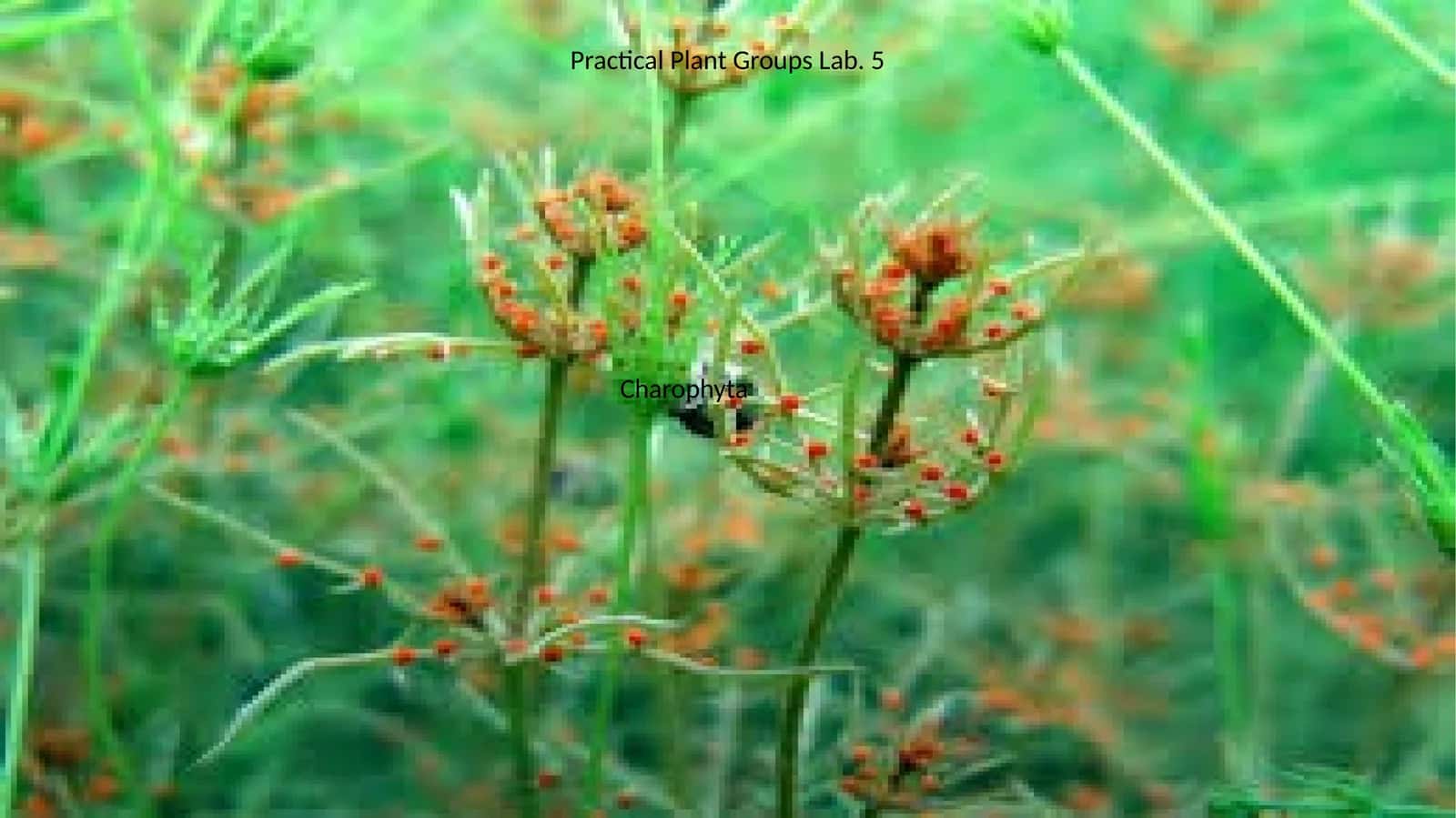 Practical Plant Groups Lab. 5