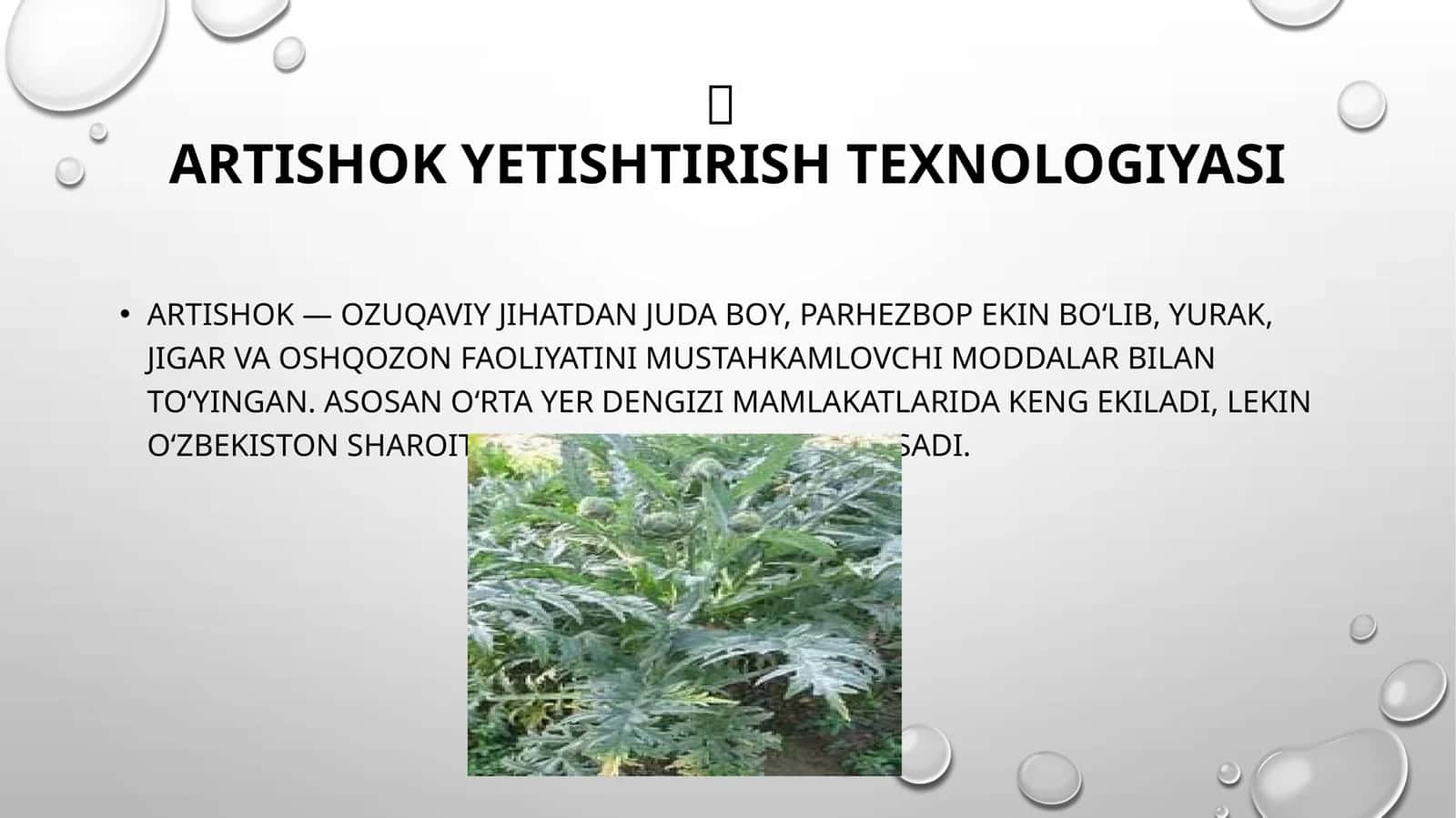 Artishok yetishtirish