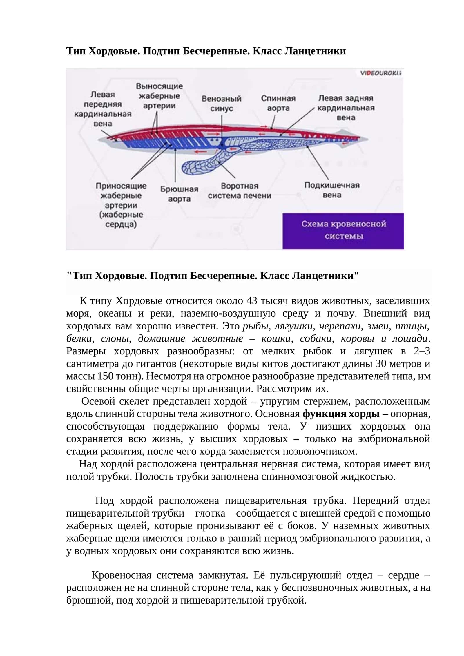 Тип Хордовые. Подтип Бесчерепные. Класс Ланцетники