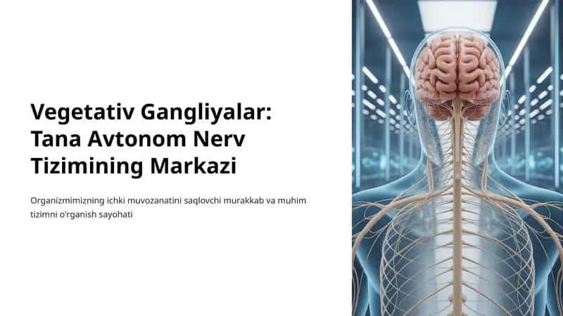 Vegetativ Gangliyalar: Tana Avtonom Nerv Tizimining Markazi