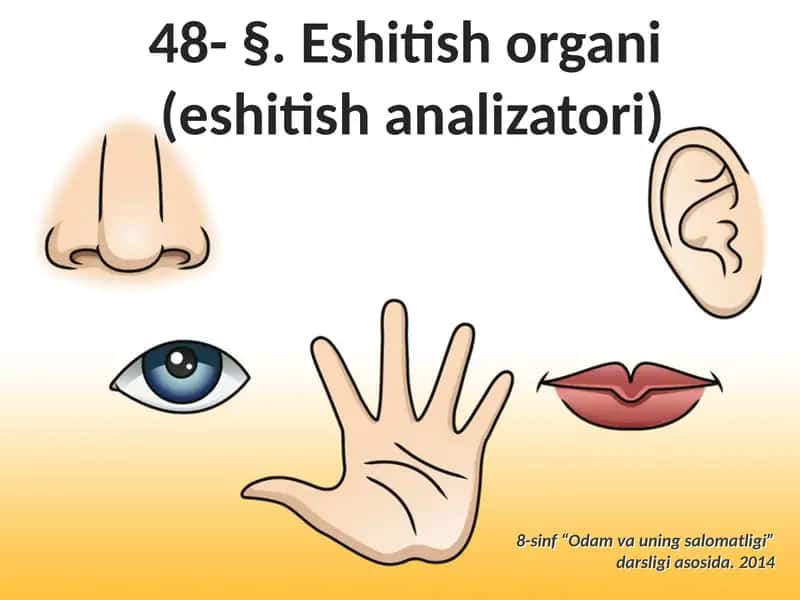 48- §.Eshitishorgani(eshitishanalizatori)