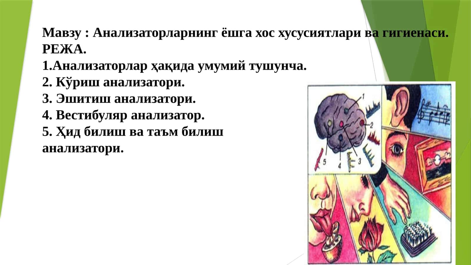 Анализаторларнинг ёшга хос хусусиятлари ва гигиенаси