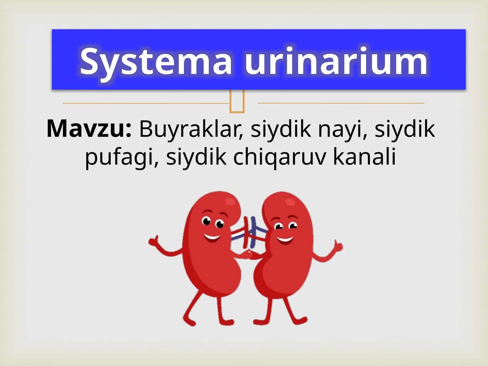 Buyrak, siydik nayi, siydik pufagi