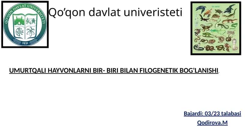 UMURTQALI HAYVONLARNI BIR- BIRI BILAN FILOGENETIK BOG'LANISHI