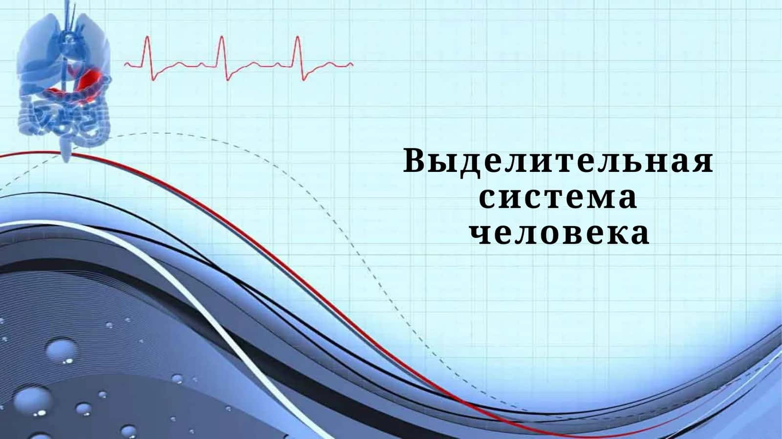 Выделительная система человека