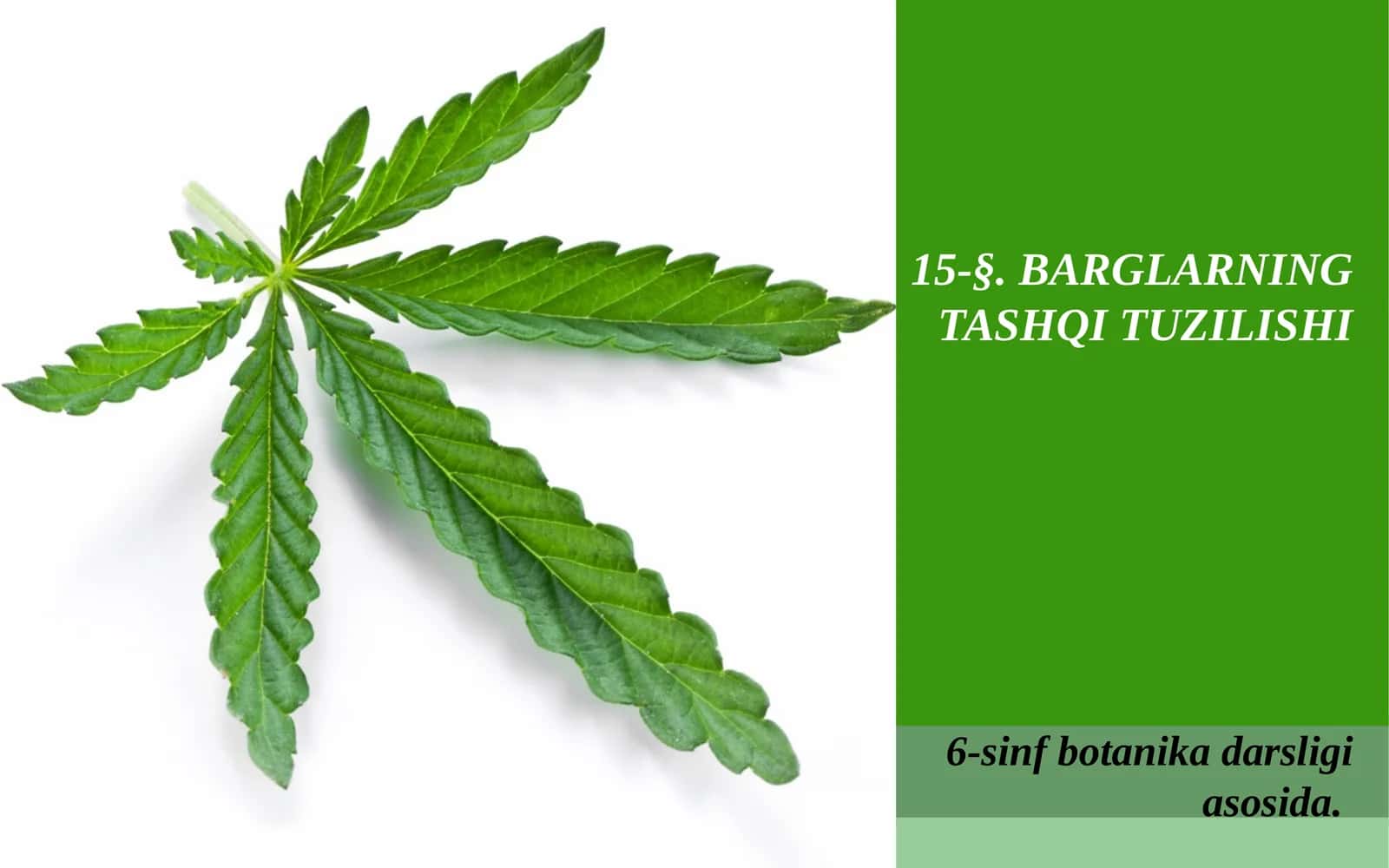BARGLARNING TASHQI TUZILISHI