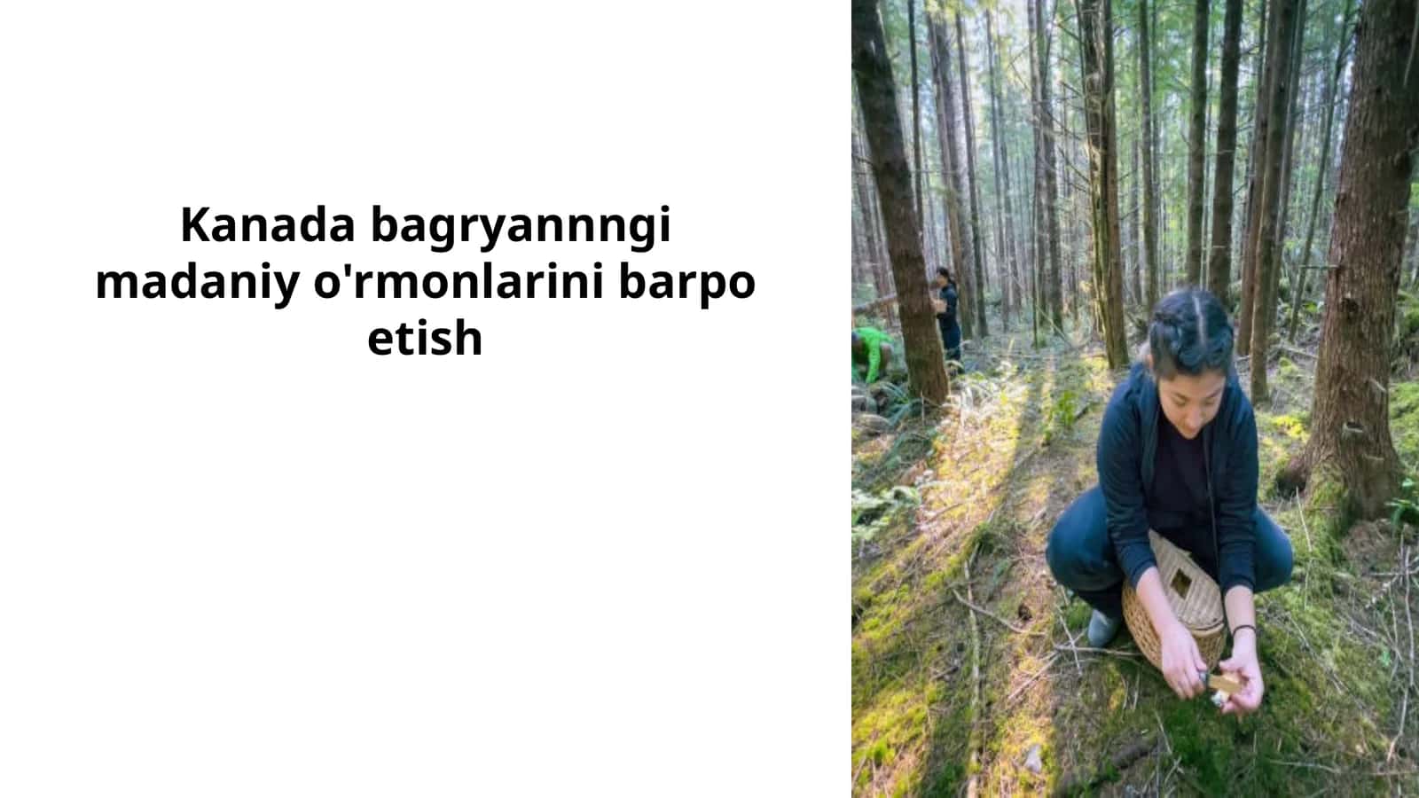 Kanada madaniy o'rmonlarini barpo etish uchun o'simliklar tanlash muhimdir