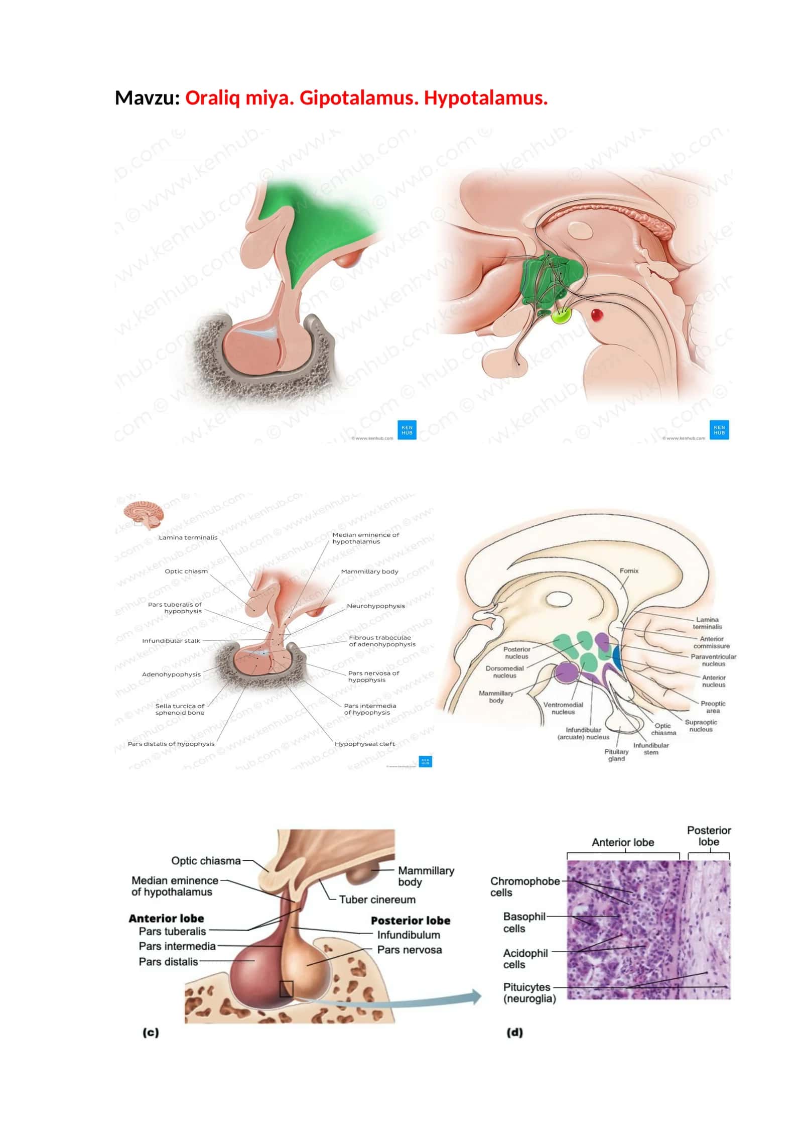 Oraliq miya. Gipotalamus. Hypotalamus