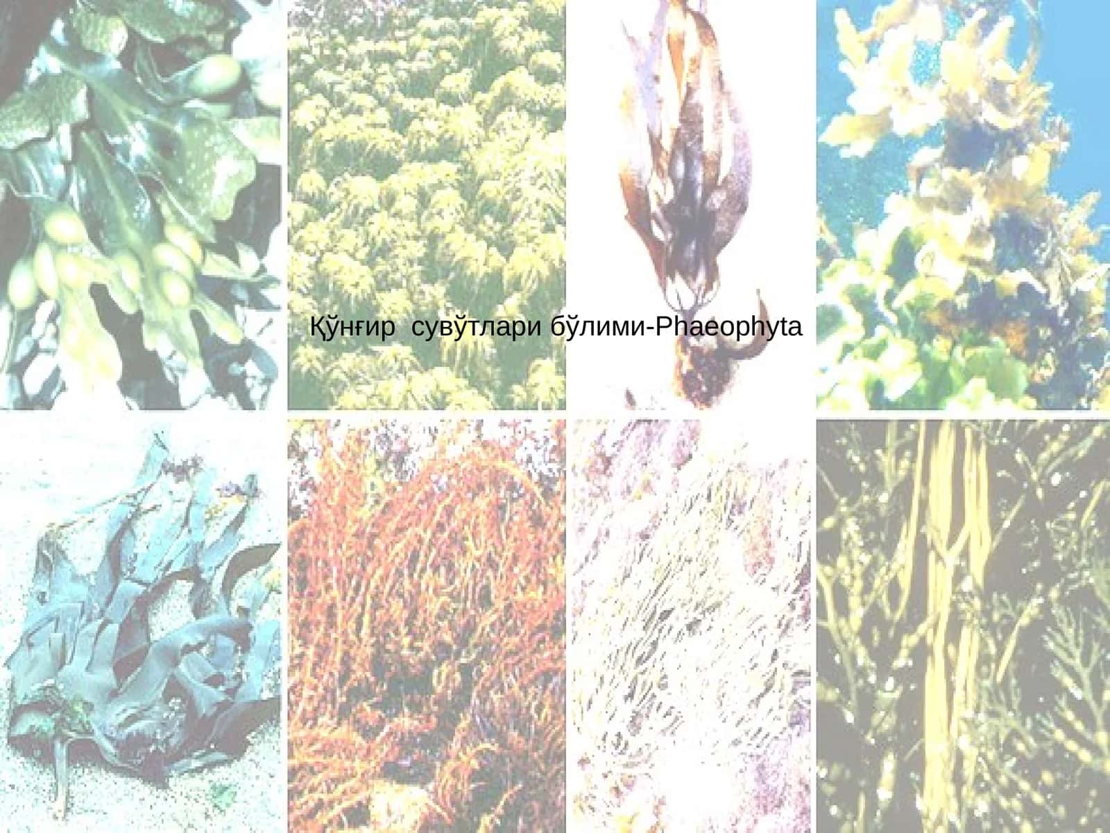 Қўнғир сувўтлари бўлими-Phaeophyta