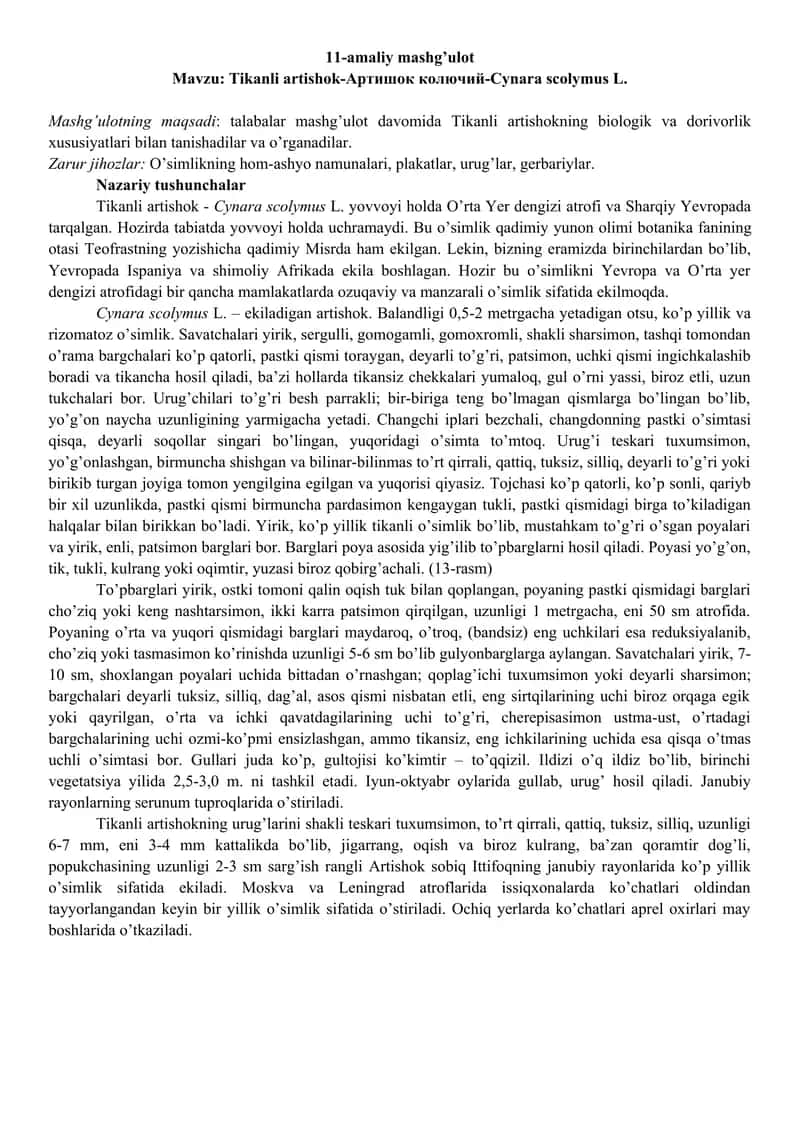 Tikanli artishok-Артишок колючий-Cynara scolymus L