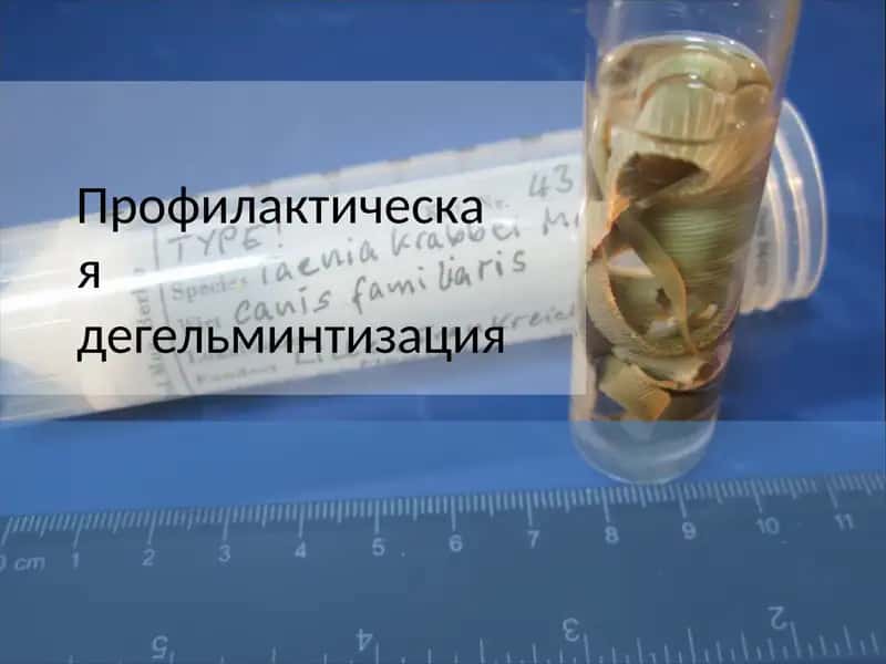 Профилактическаядегельминтизация