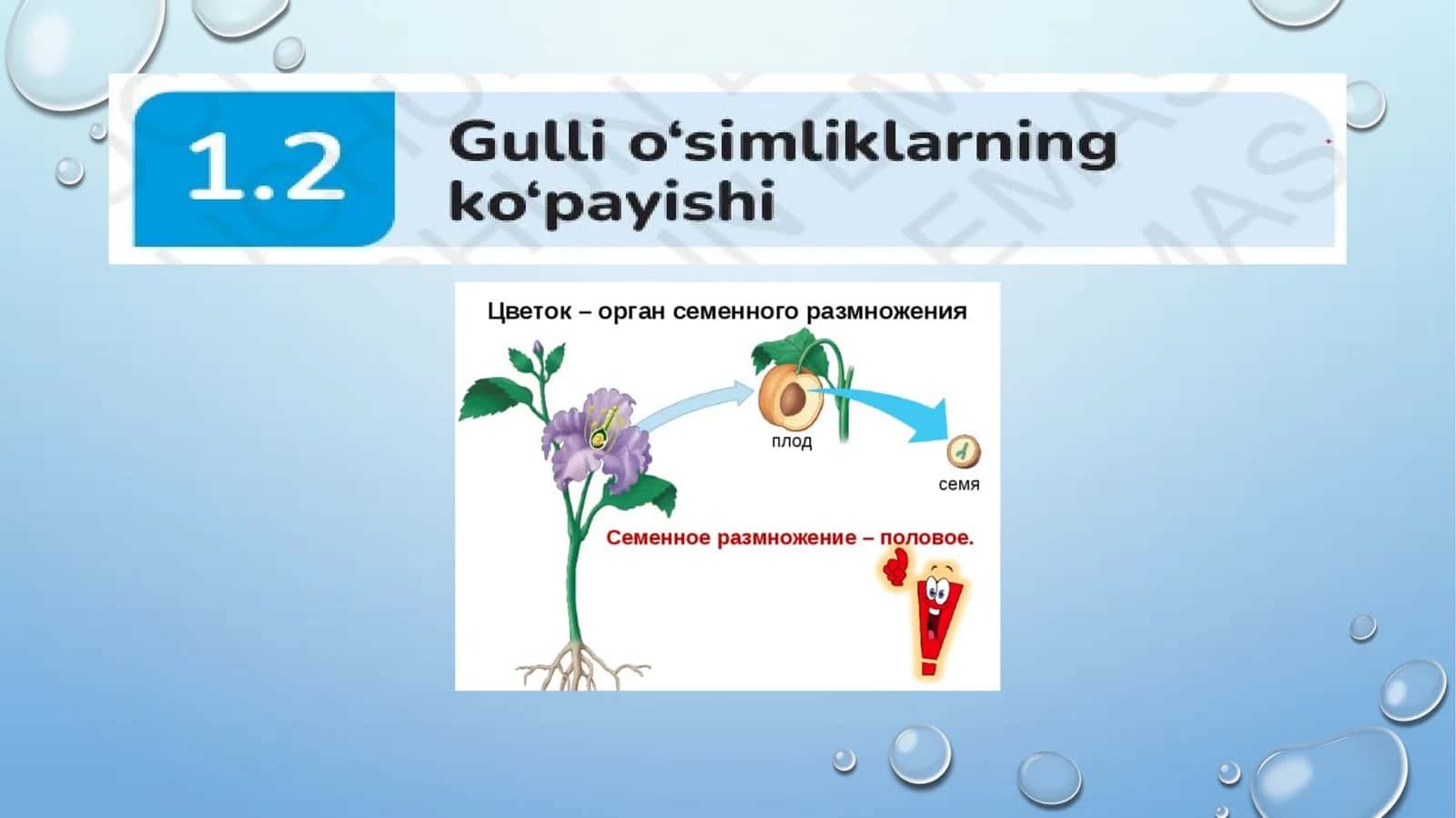 Gulli o'simliklarning ko'payishi