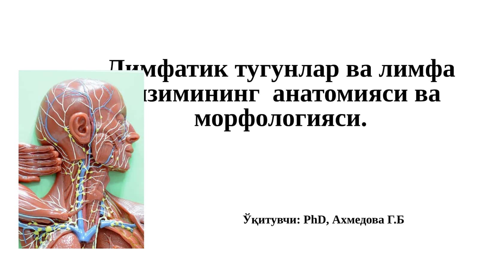 Лимфатик тугунлар валимфа тизими (Anatomiya va morfologiyasi)