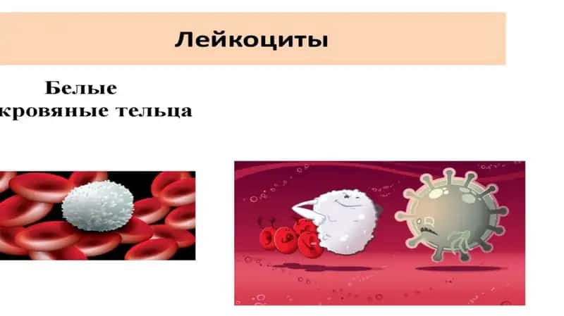 лимфоциты
