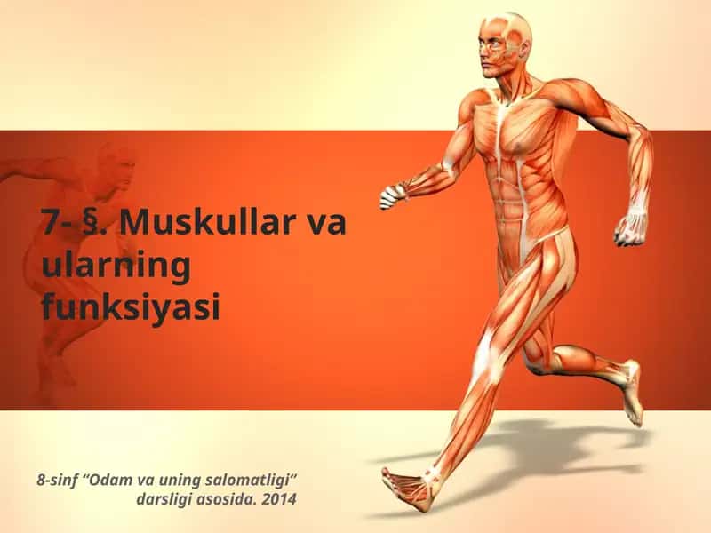 Muskullar va ularning funksiyasi
