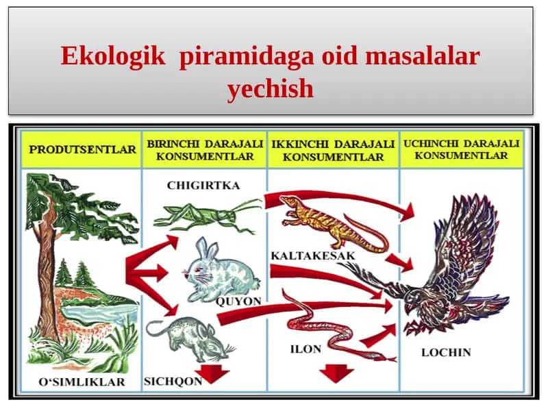 Ekologik piramidaga oid masalalar yechish