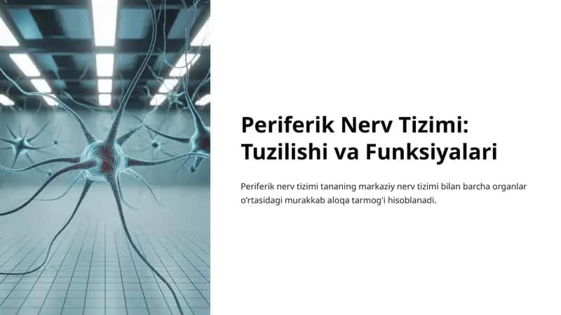 Periferik Nerv Tizimi: Tuzilishi va Funksiyalari