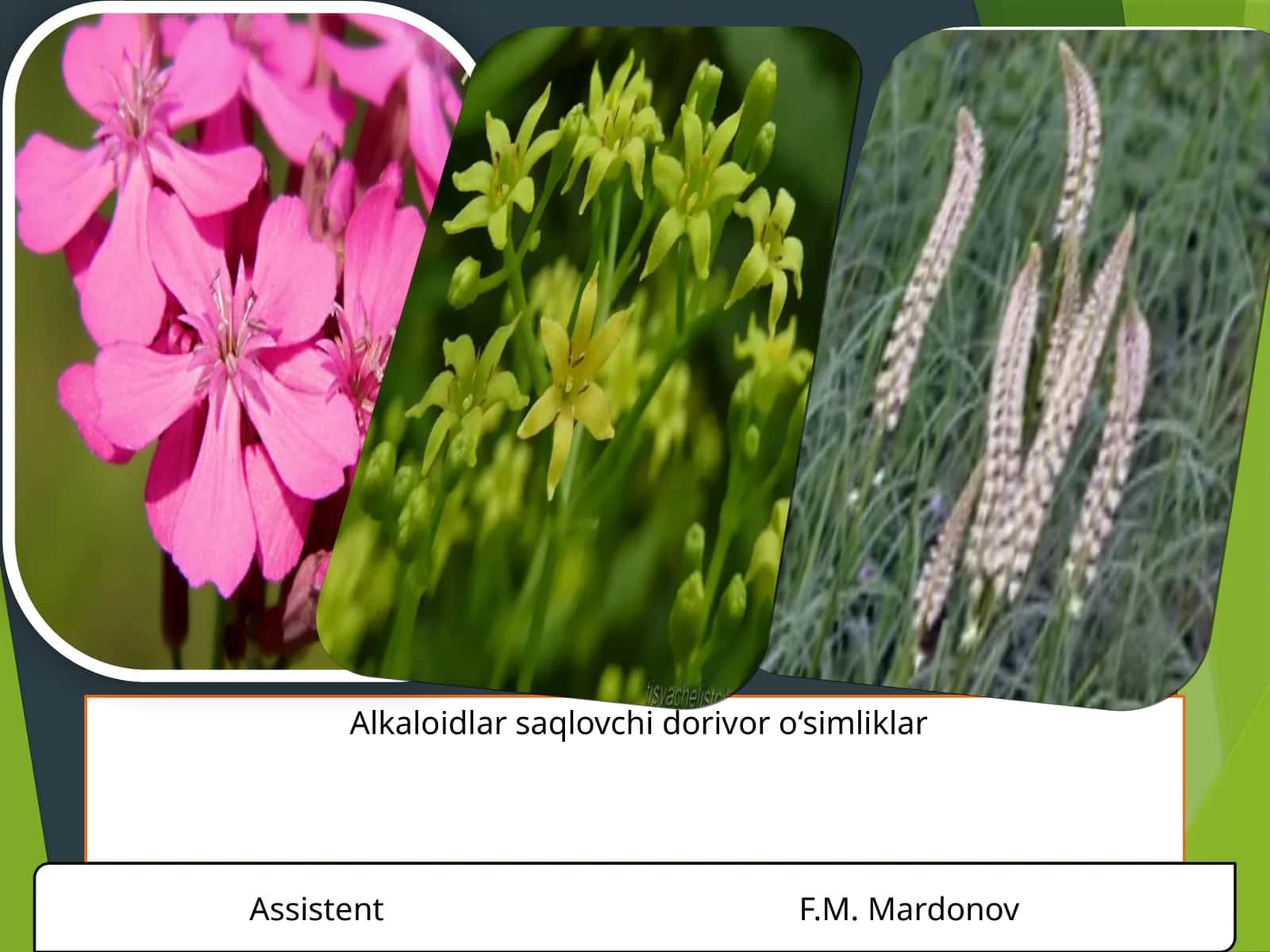 Alkaloidlar saqlovchi dorivor o‘simliklar