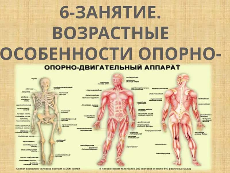 Опорно-двигательная система человека
