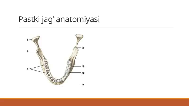 Pastki jag’ anatomiyasi