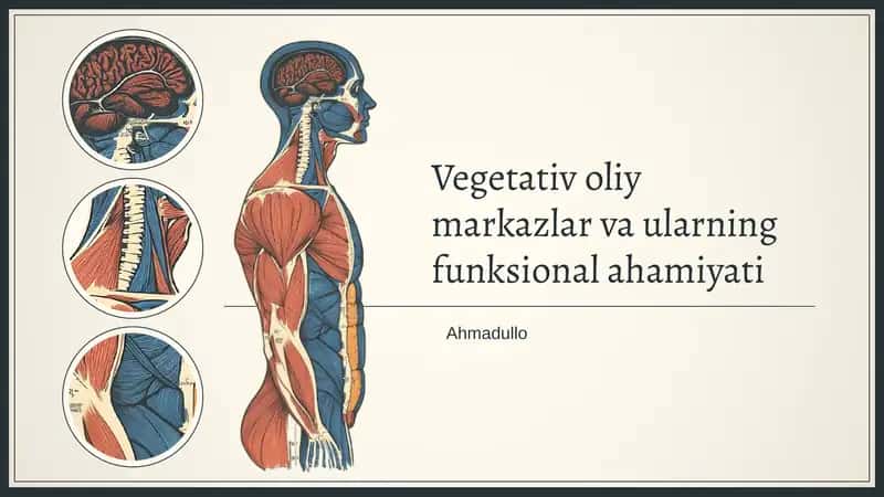 Vegetativ oliy markazlar va ularning funksional ahamiyati