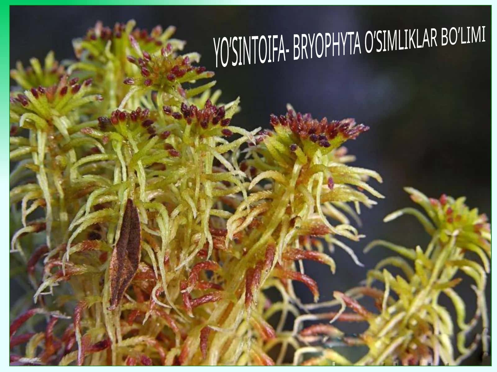 Yo‘sintoifa(moxtoifa) - Bryophytao‘simliklarbo‘limi