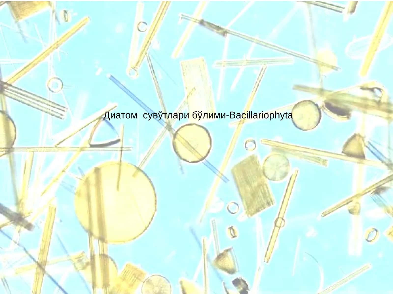 Диатом сувўтлари бўлими-Bacillariophyta
