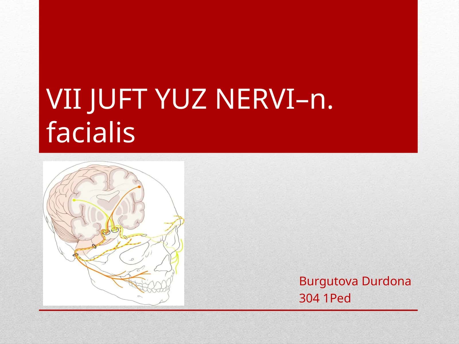 VII JUFT YUZ NERVI–n.facialis