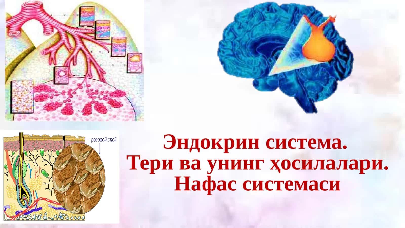 ЭНДОКРИН СИСТЕМА