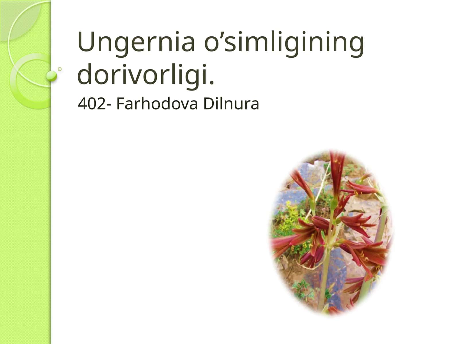 Ungernia o’simligining dorivorligi