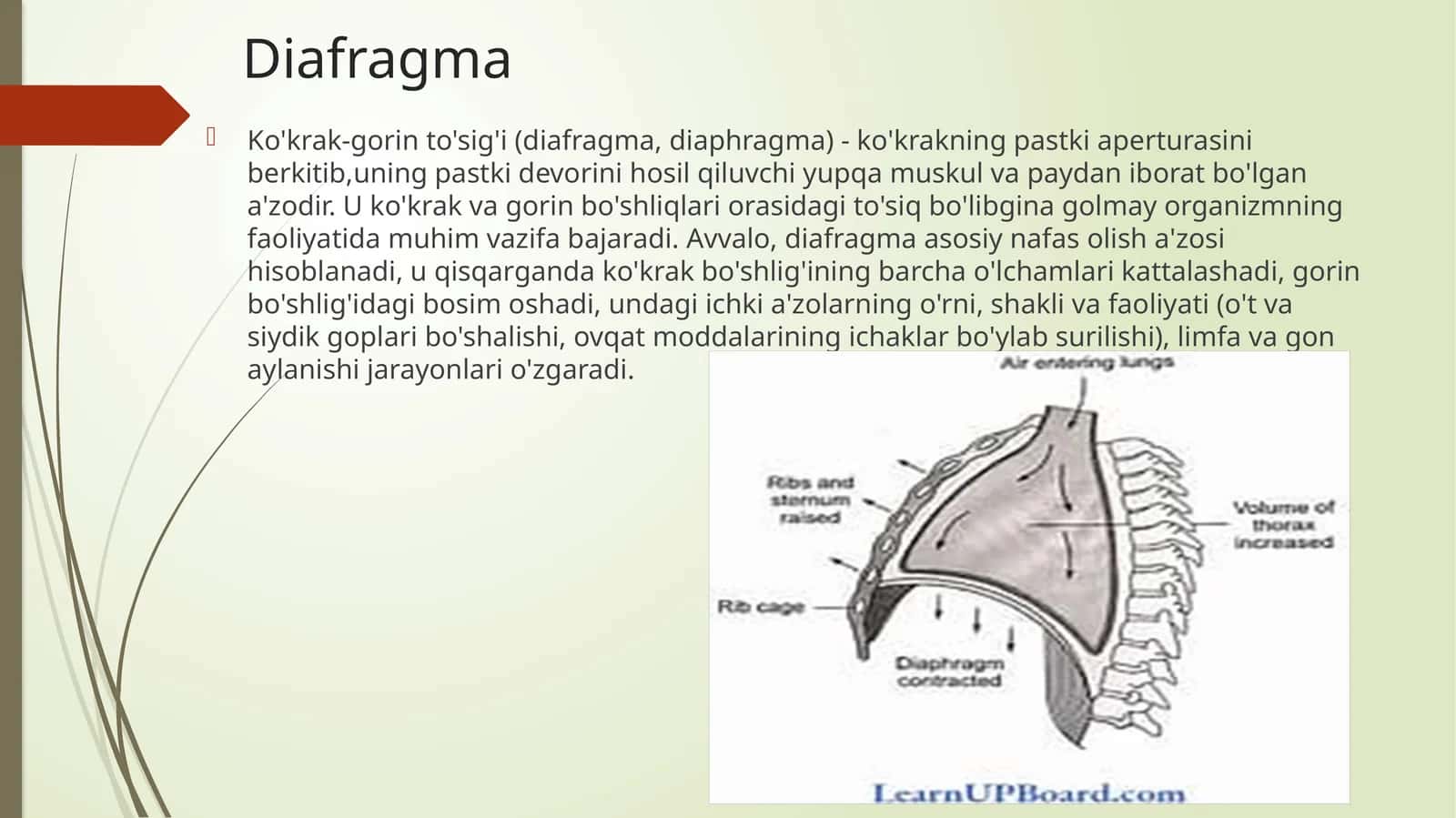 Diafragma