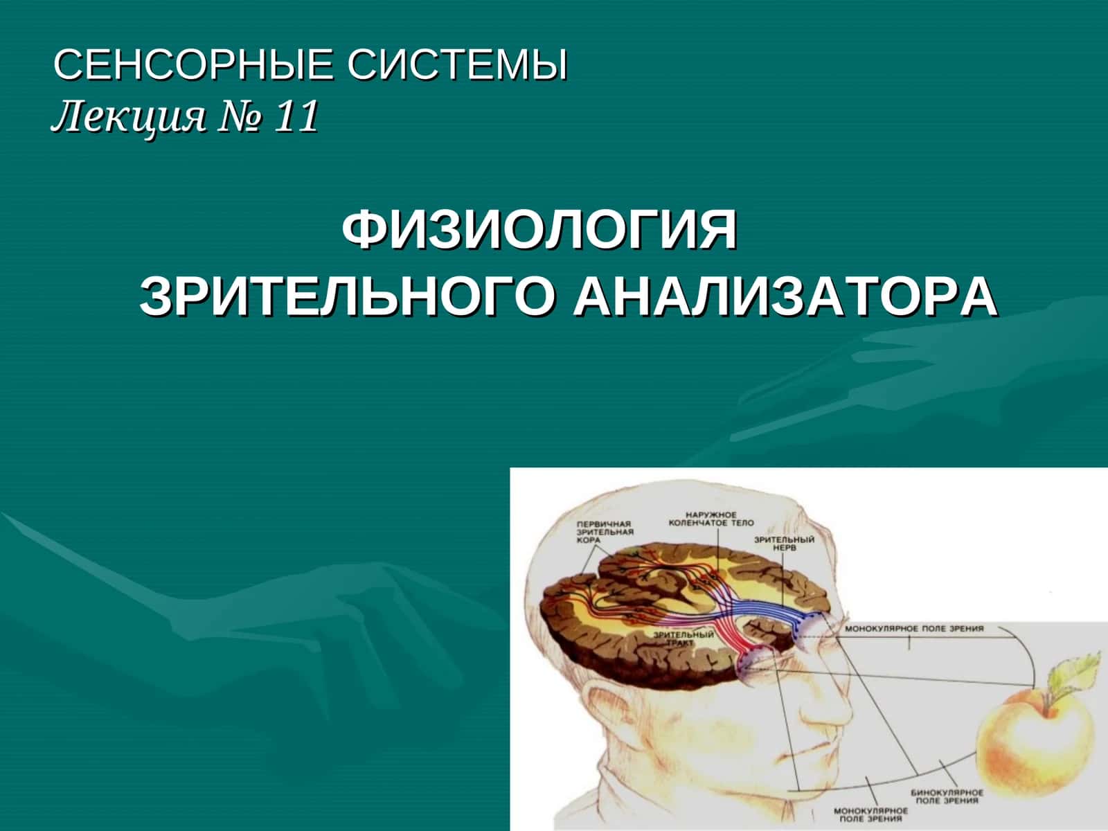 СЕНСОРНЫЕ СИСТЕМЫ