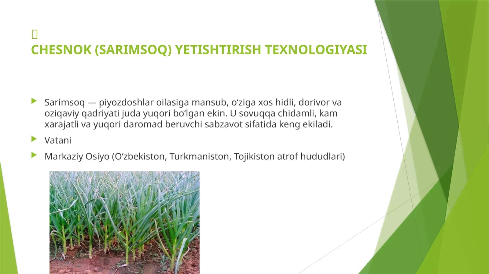 Sarimsoq yetishtirish texnologiyasi