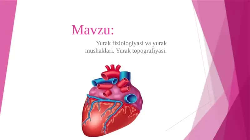 Yurak Fiziologiyasi va Topografiyasi